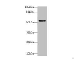 Plekhs1 Antibody