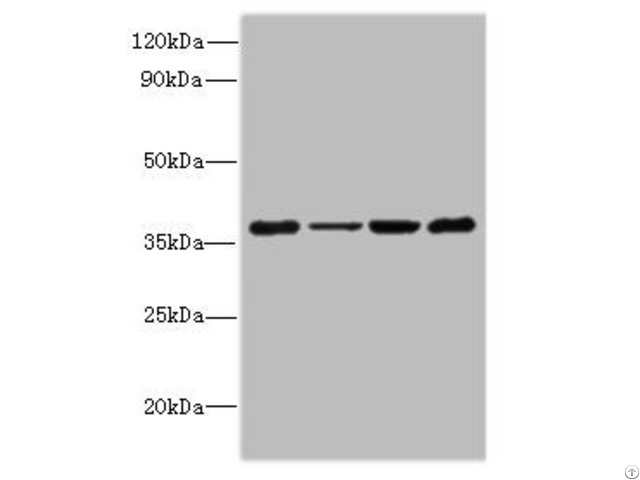 Pdcd1 Antibody