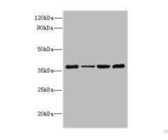 Pdcd1 Antibody