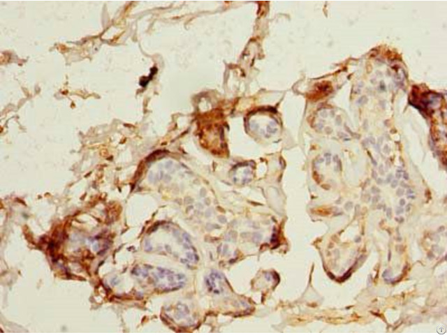 Magea9 Antibody