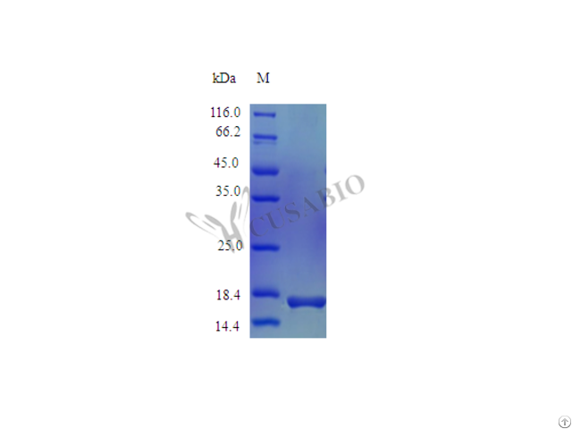 Recombinant Mouse Interleukin 1 Receptor Antagonist Protein Il1rn