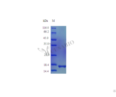 Recombinant Mouse Interleukin 1 Receptor Antagonist Protein Il1rn