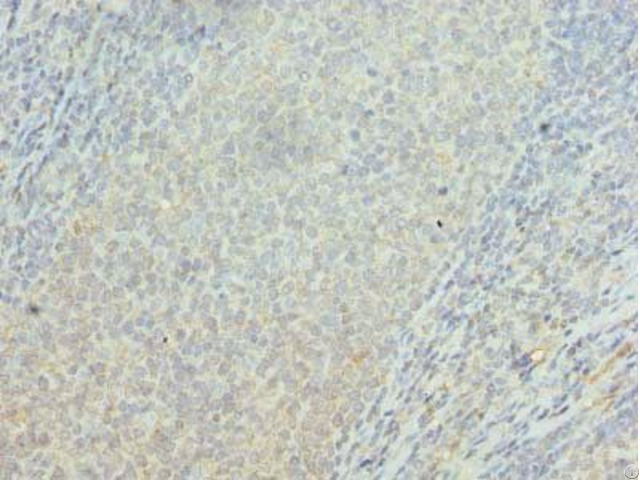 Osbpl2 Antibody