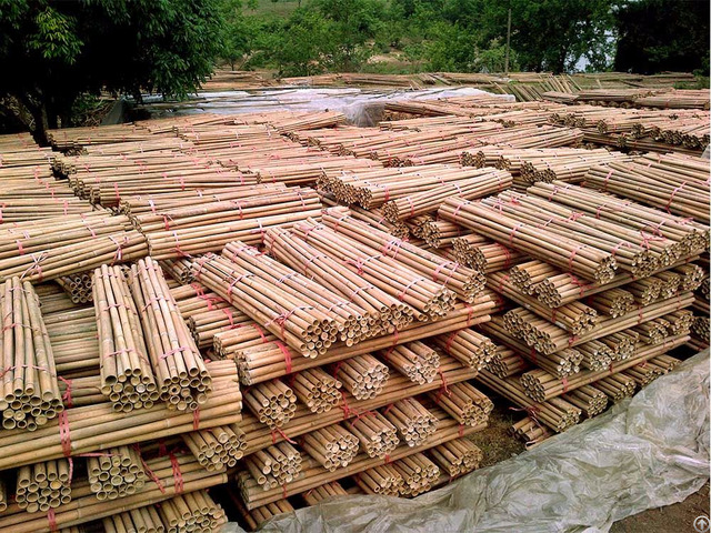 Raw Bamboo From Vietnam With Best Price