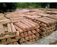 Raw Bamboo From Vietnam With Best Price