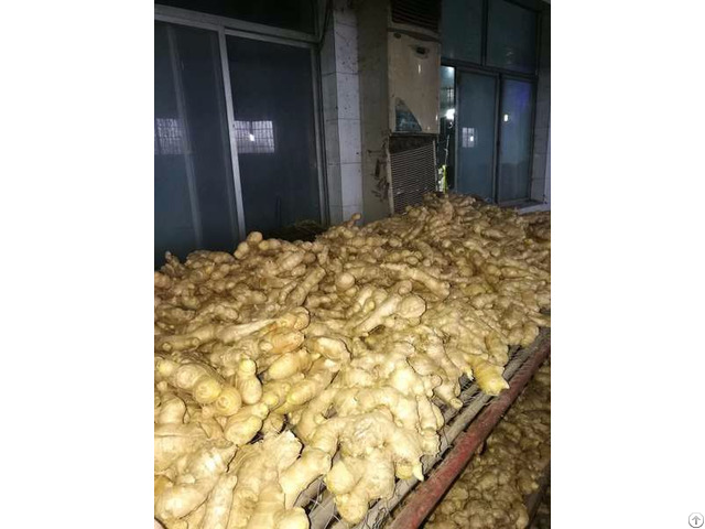 Dry And Fresh Ginger