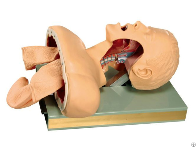 Jy J 005 Trachea Intubation Training Model