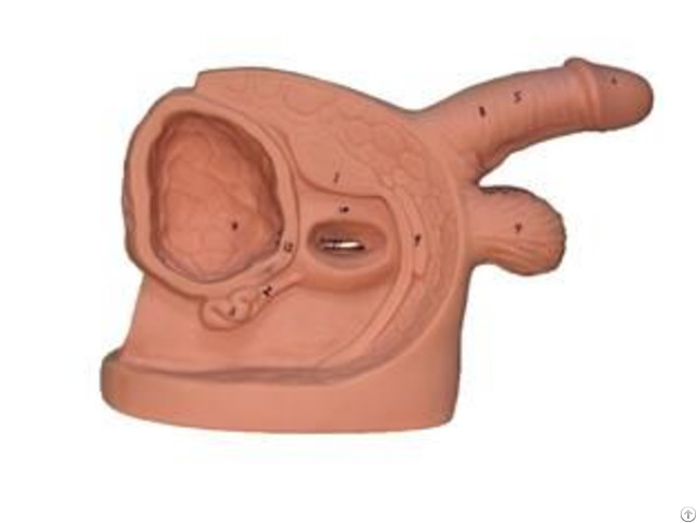 Jy H 0016 Male Internal And External Genital Organ Model