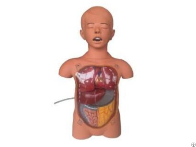 Jy H 2032 Child Transparent Gastric Lavage Model