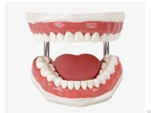 Jy H 001 Teeth Care Model