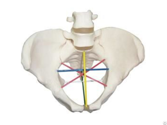 Jy F 0008 Pelvimetry Demonstration Model