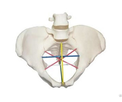 Jy F 0008 Pelvimetry Demonstration Model