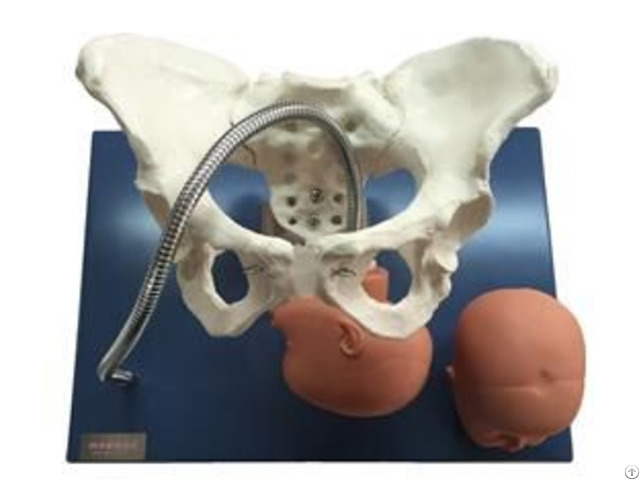 Jy F 0011 Pelvis With Fetal Heads Model