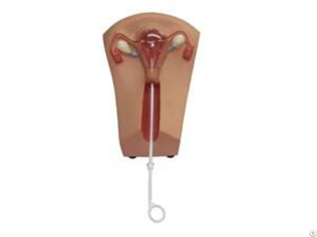 Jy F 0026 Iud Training Model