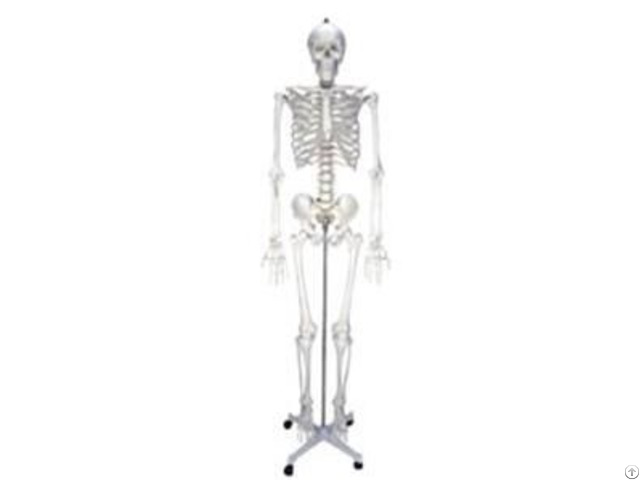 Jy A0003 Artificial Human Skeleton 85cm