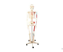 Jy A0006 Human Skeleton
