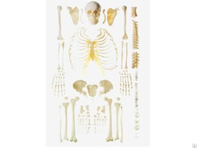 Jy A0007 Disassembled Skeleton