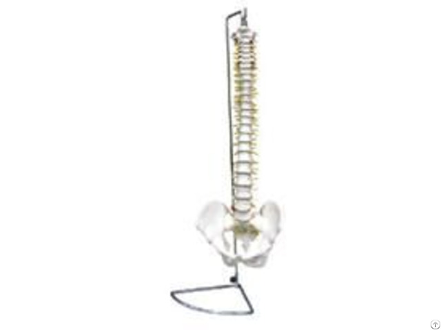 Jy A1001 Spine With Pelvis Flexible Inflexible