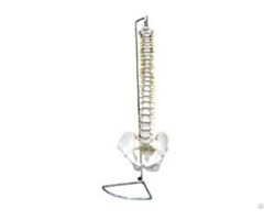 Jy A1001 Spine With Pelvis Flexible Inflexible