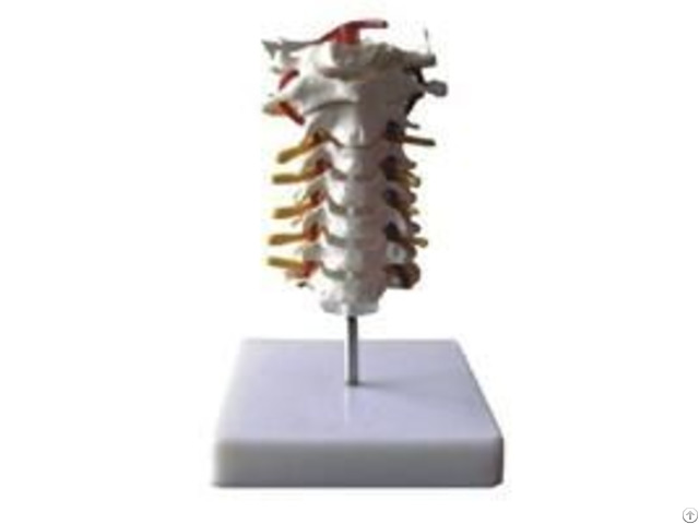 Jy A1006 Cervical Vertebral Column