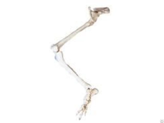 Jy A1014 Lower Limb With Hip Bone