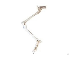 Jy A1014 Lower Limb With Hip Bone