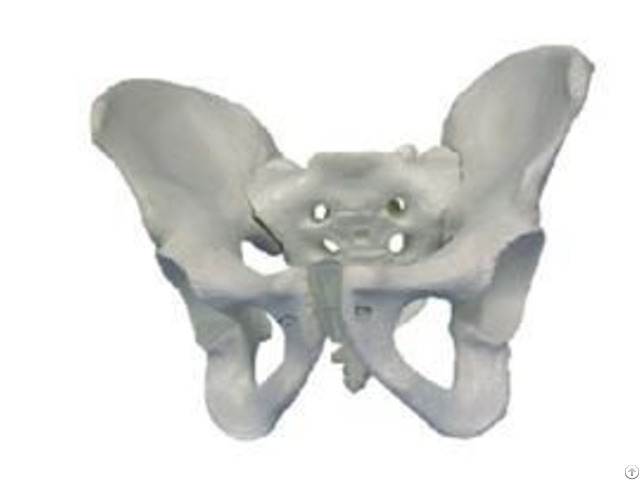 Jy A1017 Male Pelvis