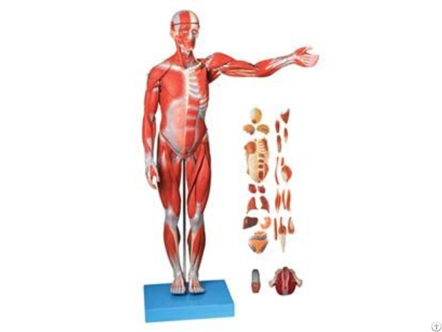 Jya7001 Muscles Of Male With Internal Organs 78cm