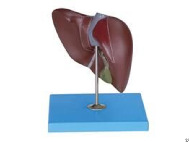 Jy A6088 Liver