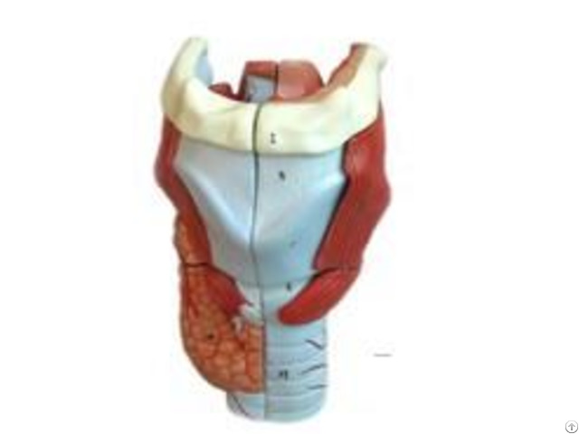 Jy A6004 Larynx