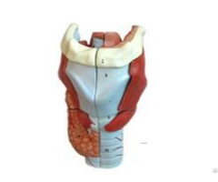 Jy A6004 Larynx