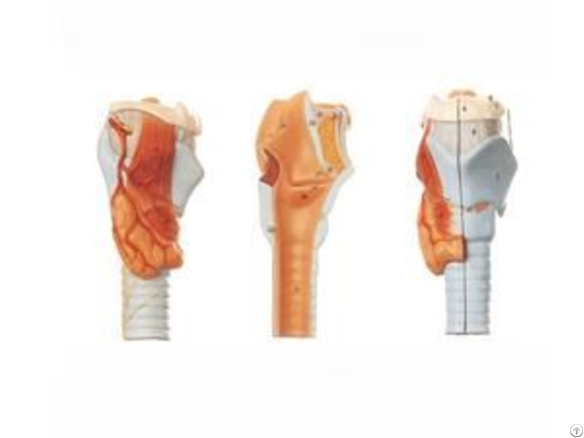 Jy A6005 Larynx