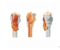 Jy A6005 Larynx