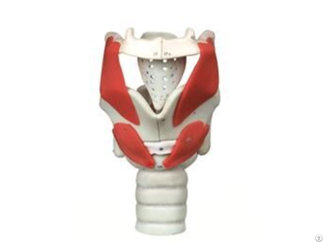 Jy A6006 Functional Model Of Larynx