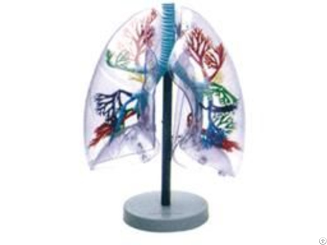 Jy A6009 Transparent Lung Segment Model