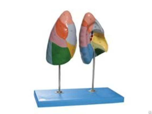 Jy A6010 Lung Segments Model