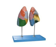 Jy A6010 Lung Segments Model