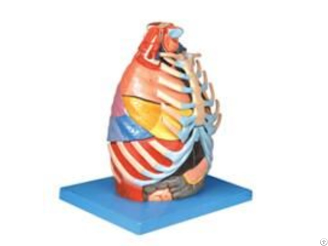 Jy A6013 Thoracic Cavity Model