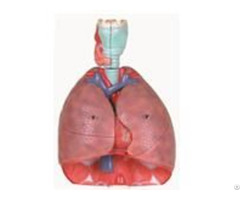 Jy A6014 Larynx Heart And Lung