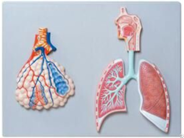 Jy A6015 Relief Model Of Respiratory System With Pulmonary Alveoli