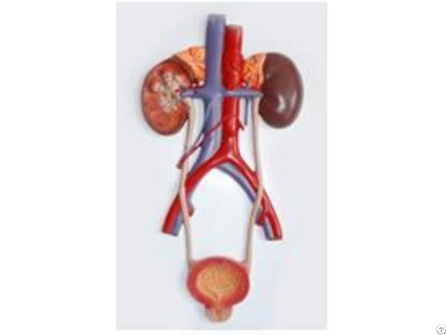 Jy A6092 Relief Model Of Urinary System