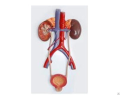 Jy A6092 Relief Model Of Urinary System