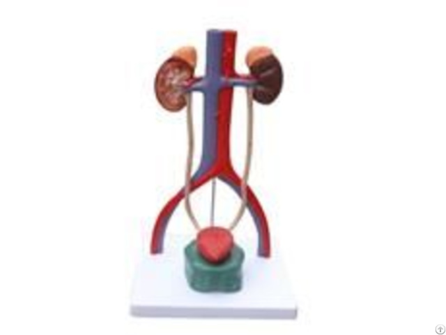 Jy A6093 Block Model Of Urinary System