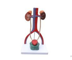 Jy A6093 Block Model Of Urinary System