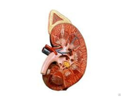 Jya6099 Deluxe Kidney With Adrenal Gland