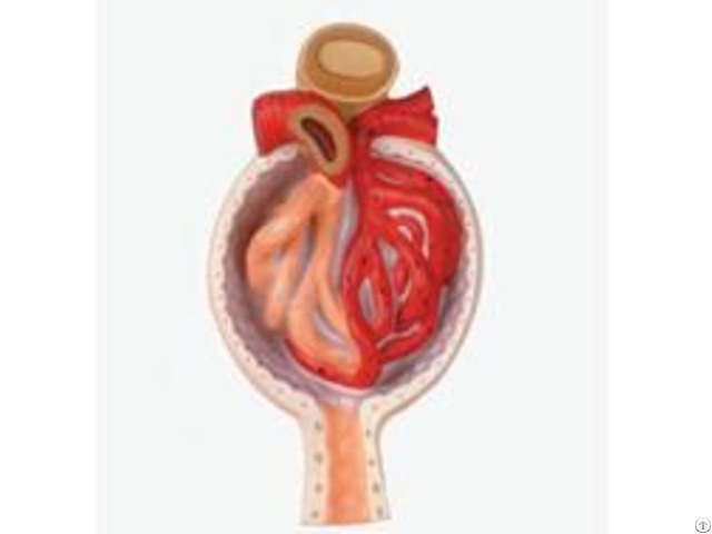 Jy A6103 Nephron