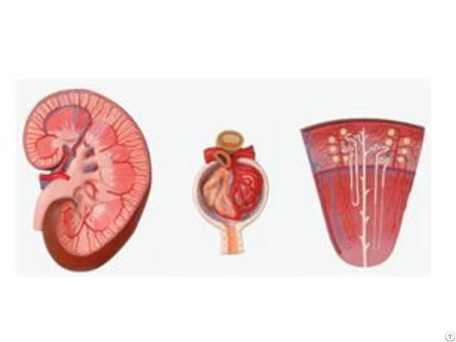 Jy A6101 Kidney Nephron And Glomerulus