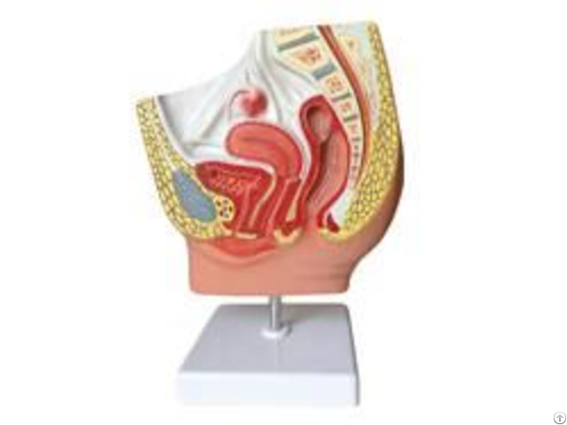 Jy A6107 2 Female Pelvis