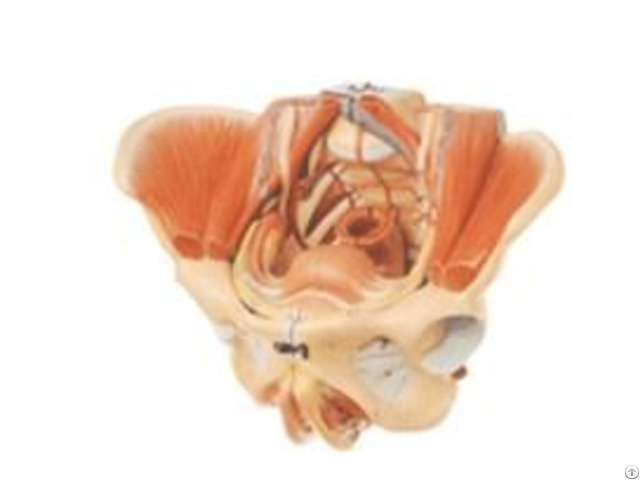 Jy A6114 Female Pelvis With Blood Vessels And Nervers