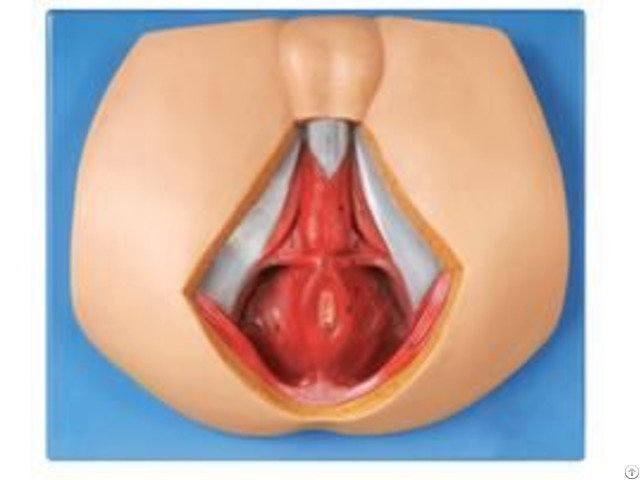 Jy A6119 Male Perineum Anatomy